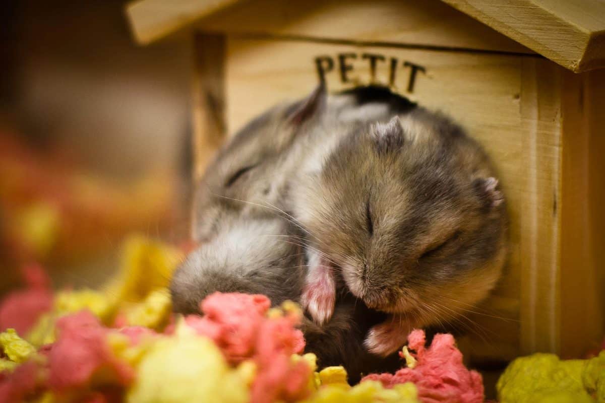 Cute hamster cuddling and sleeping together