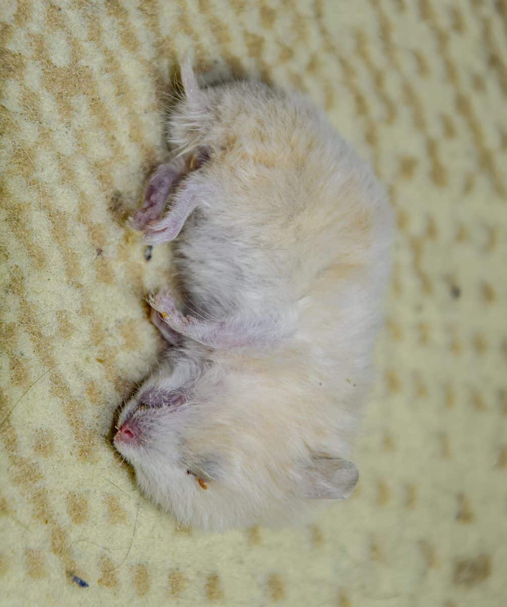 Dead hamster lying on the carpet