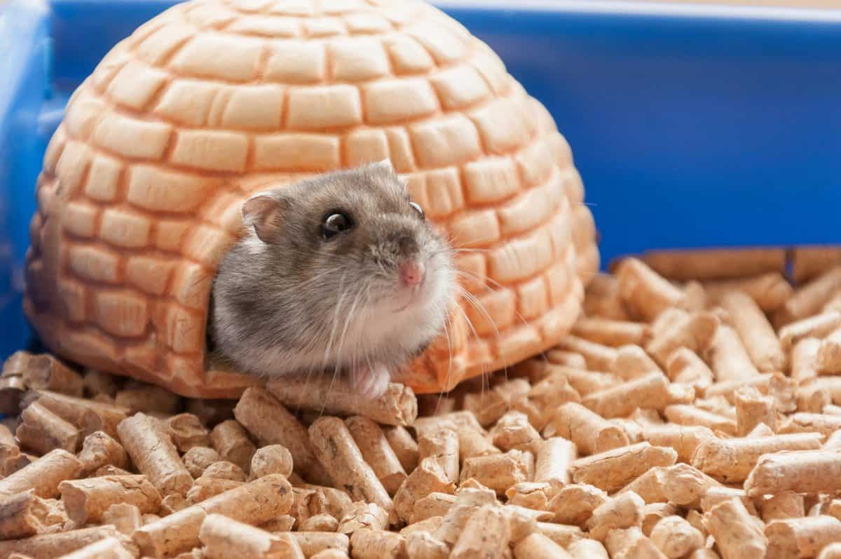 Hamster cage with pellets