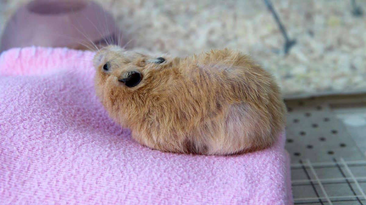 Syrian hamster yawns on the blanket