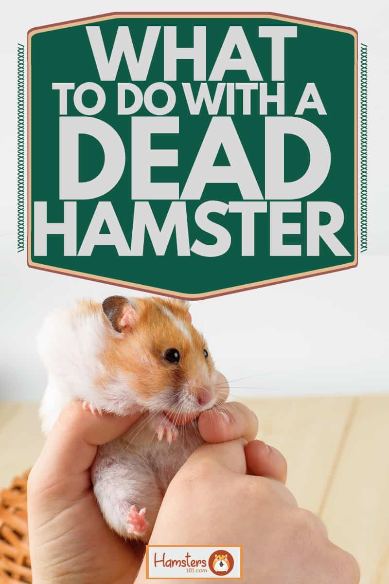 A woman holding a cute chubby Syrian hamster on her living room, What To Do With A Dead Hamster