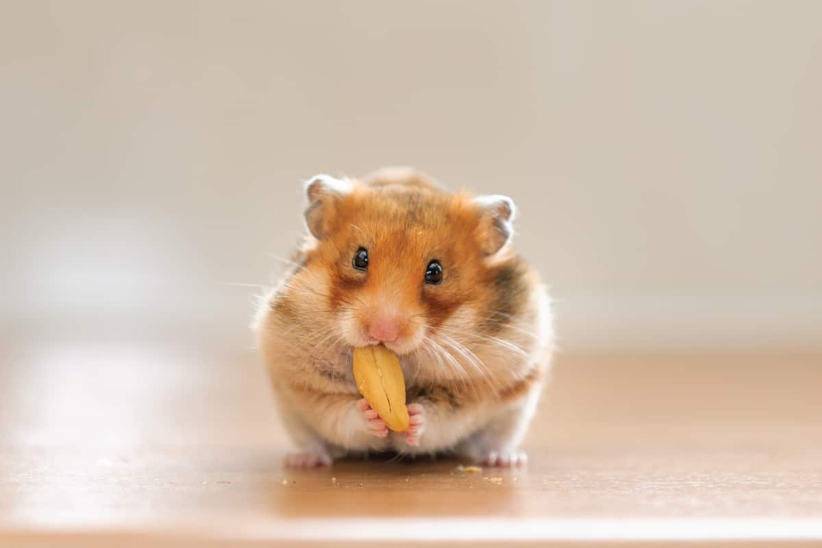 hamster eating a sunflower seed