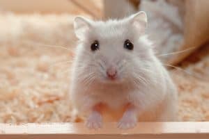 Read more about the article How Often Do Hamsters Poop?