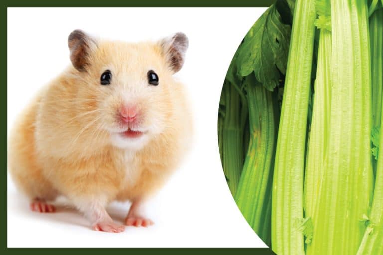 hamster with celery, Can Hamsters Eat Celery (Including Stalks)?