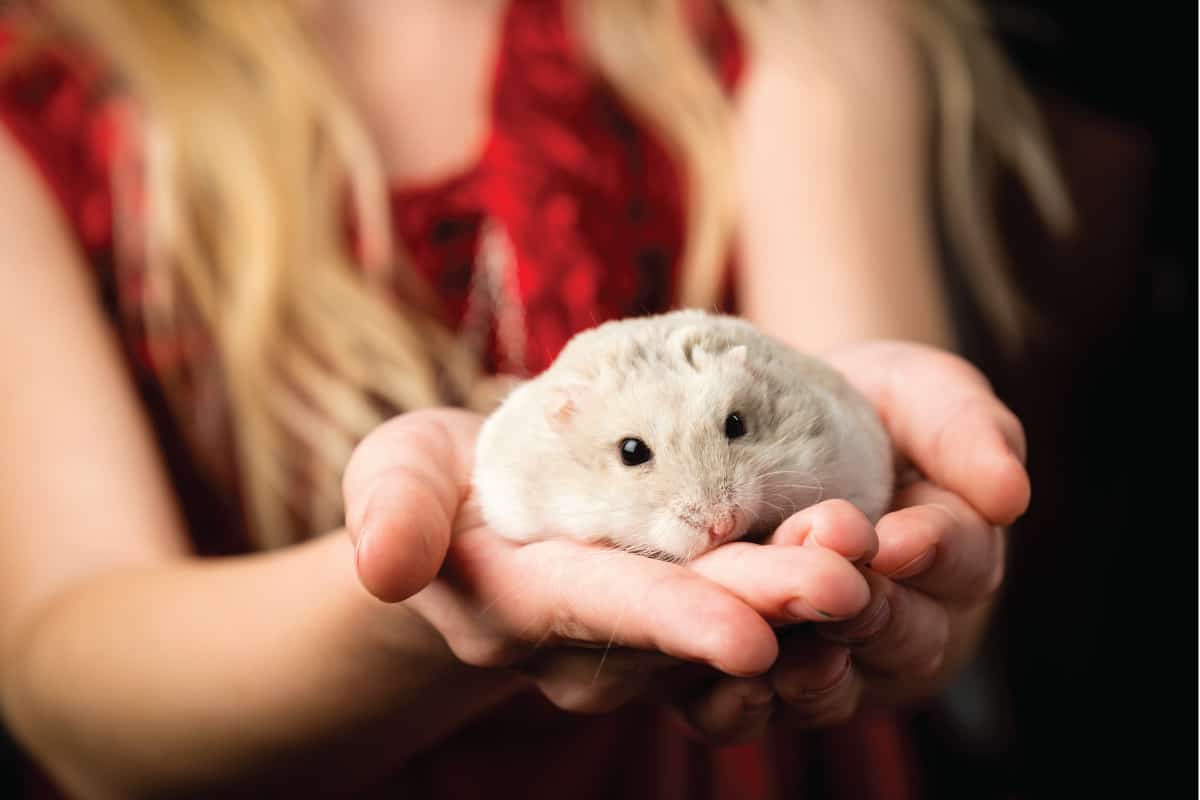 human holding a hamster
