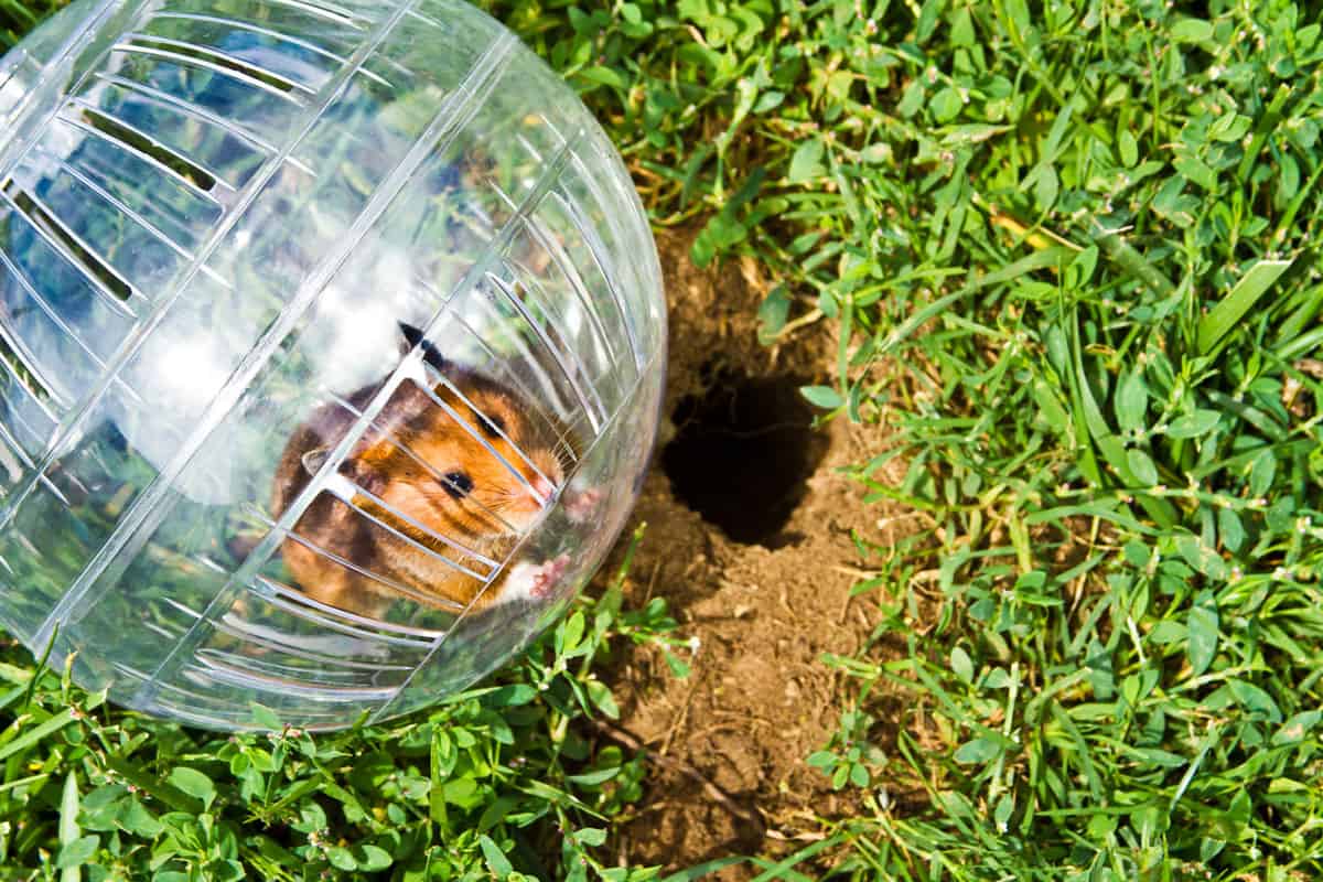 Cute hamster inside a hamster ball, 9 Fun Things To Do With Your Hamster