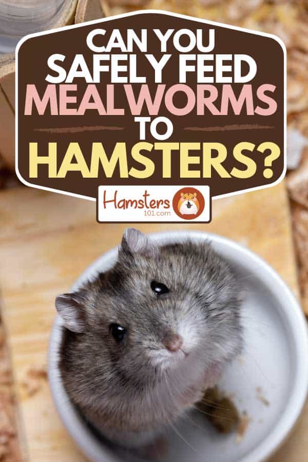 A dwarf hamster sitting on his food bowl, Can You Safely Feed Mealworms to Hamsters?