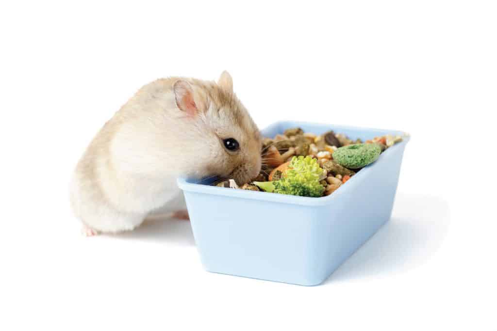 Dwarf furry hamster eats food next to the feeder