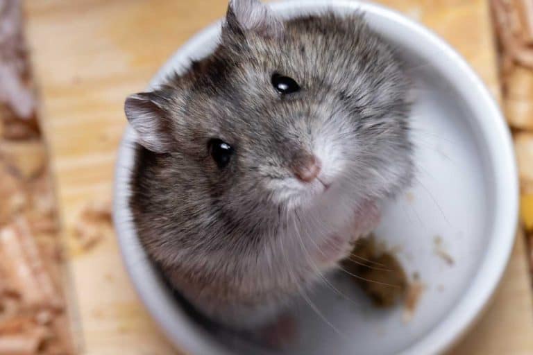 Dwarf hamster sitting on his food bowl, Can You Safely Feed Mealworms to Hamsters?