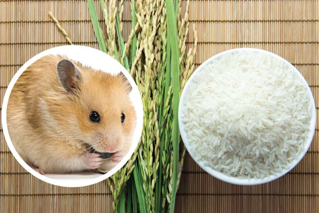 Uncooked rice in a white bowl and rice bran in a brown mat, Can Hamsters Eat Rice?