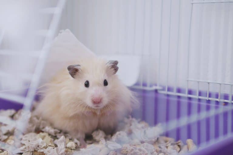 small light colored hamster sitting in cage looking into the camera, how to setup a hamster cage [10 must have items]
