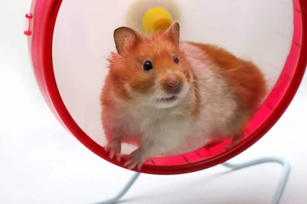A cute hamster in a wheel