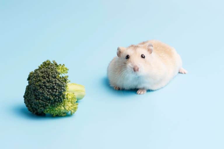 Cute hamster lying down after eating a lot of broccoli, Can Hamsters Eat Broccoli [Inc. Cooked or Raw]