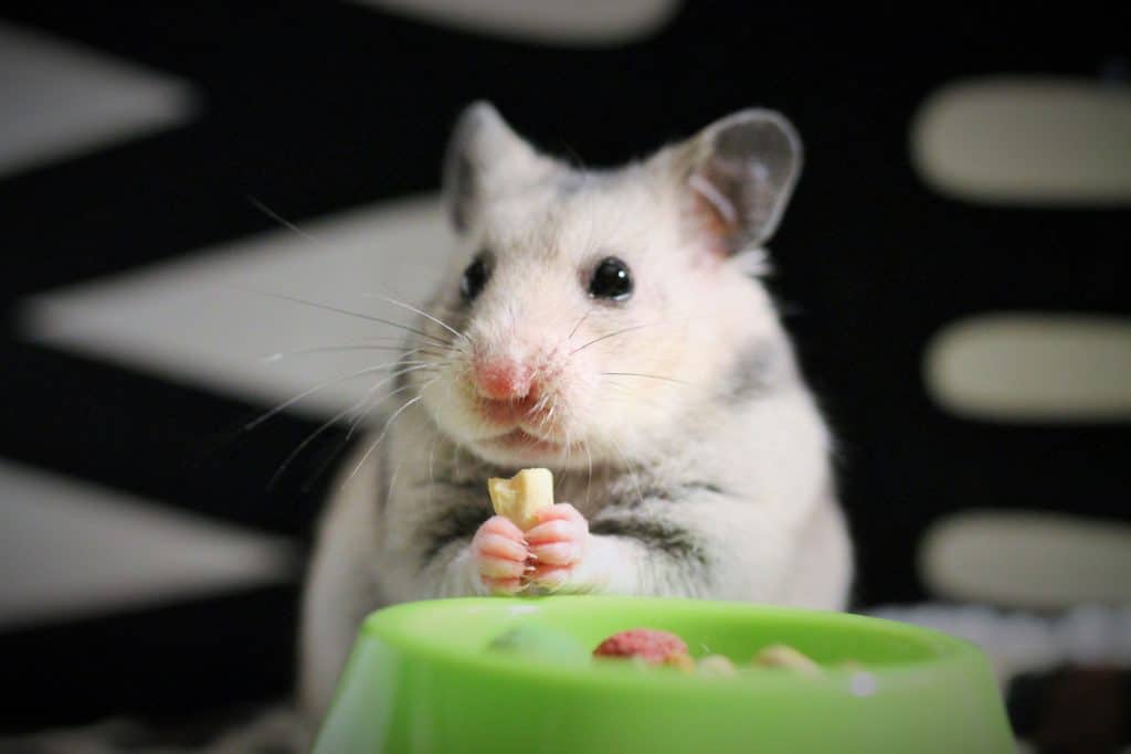 A hamster eating his treats in his green feeding bowl