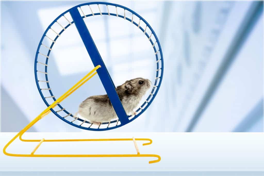 Hamster running on his blue running wheel, What Size Wheel Does a Hamster Need?