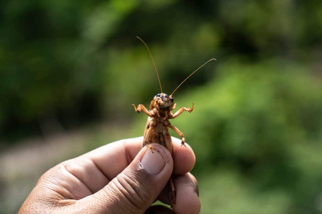 A man holding a cultured cricket