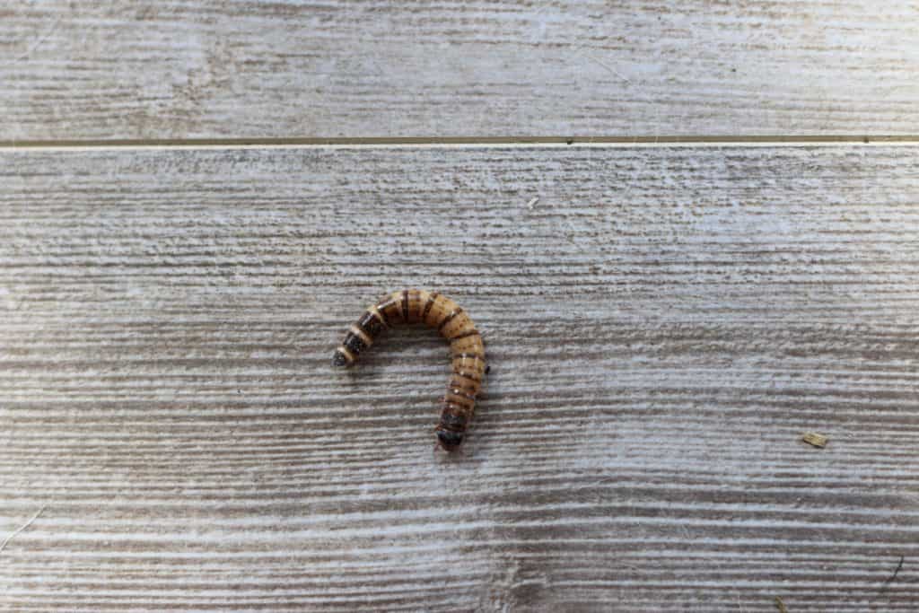 A mealworm on the table