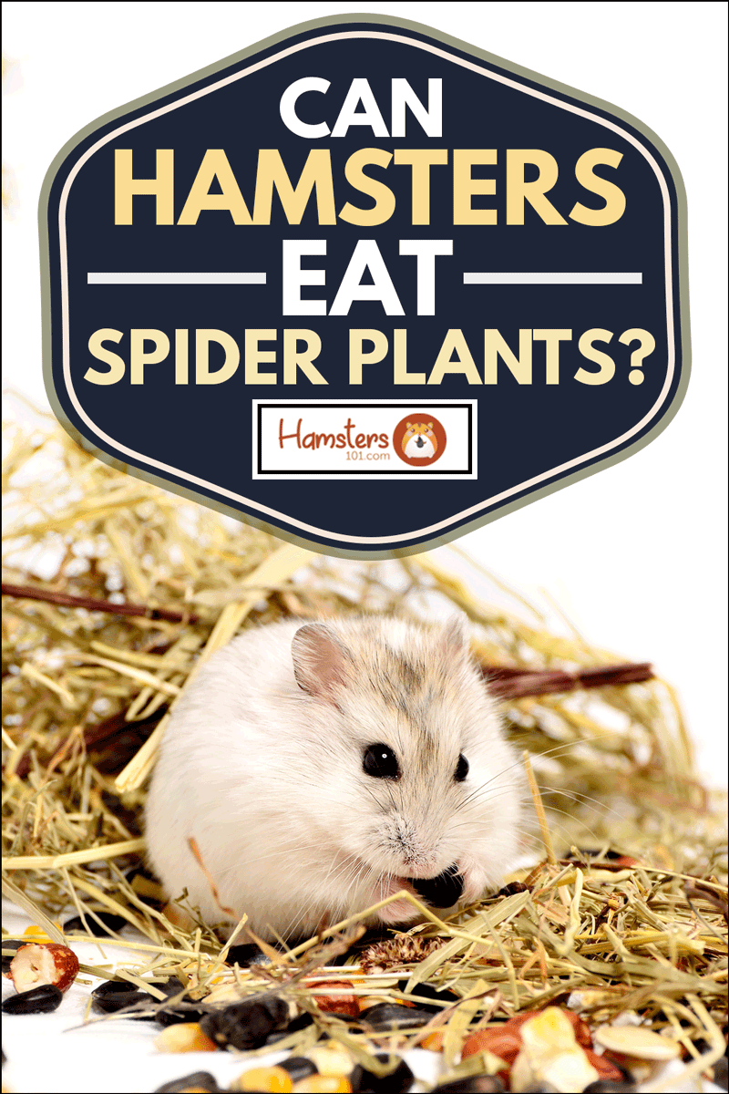 Jungar hamster on a white background of dry grass and nuts, Can Hamsters Eat Spider Plants?