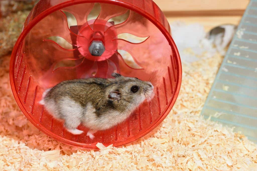 Djungarian hamster running in his red hamster wheel