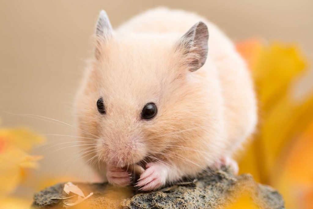 A golden hamster eating sunflower seed and fallen leaves, How Long Do Syrian (Teddy Bear) Hamsters Live?