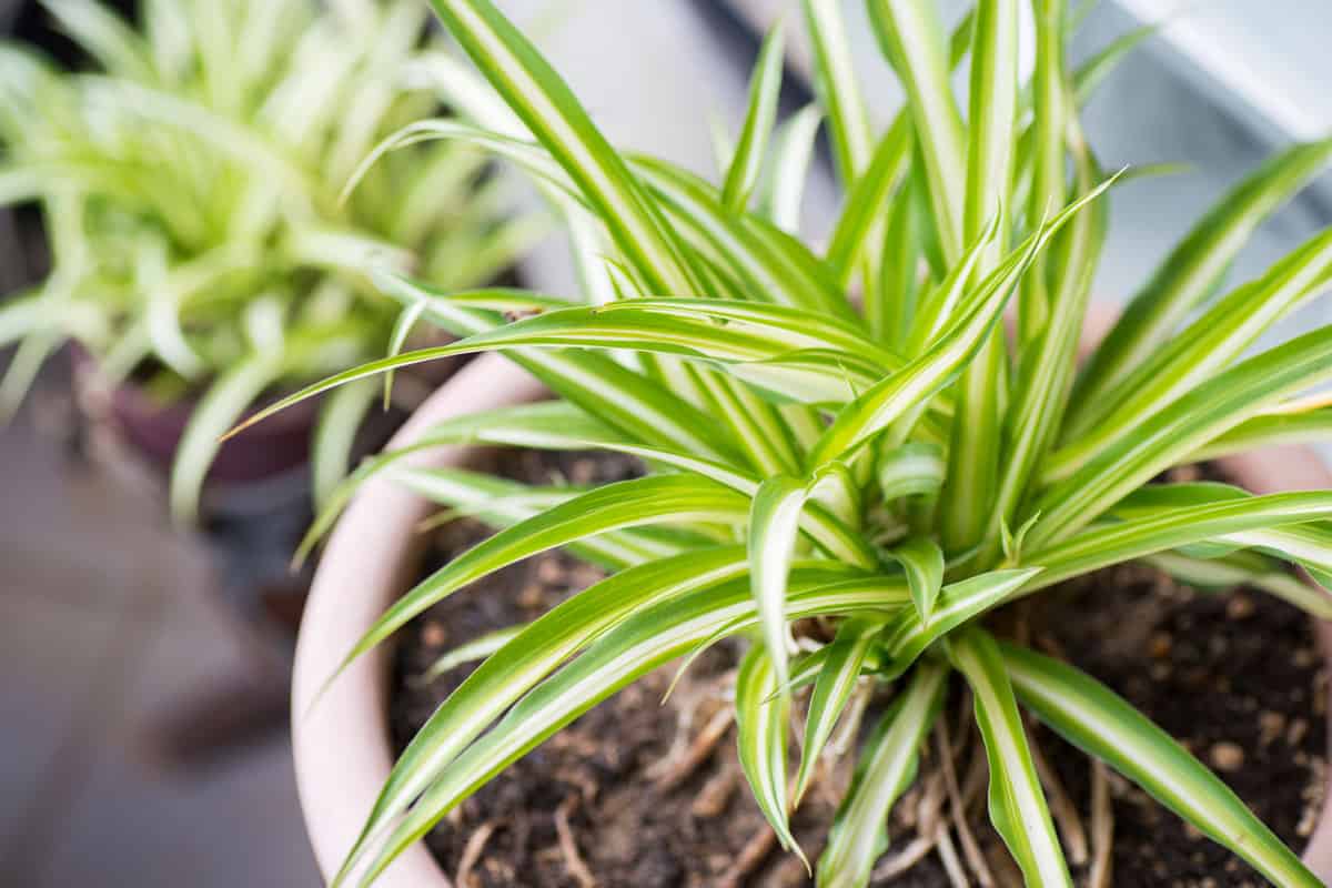 Green Leaves Of Spider Plant