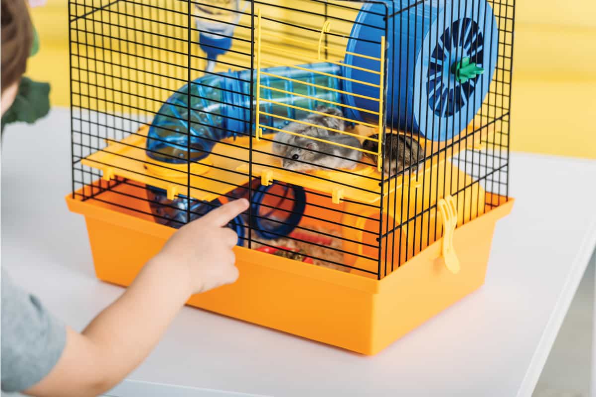 Boy touching orange pet cage with blue plastic wheel and tunnel, How Much Does A Hamster Cage Cost?