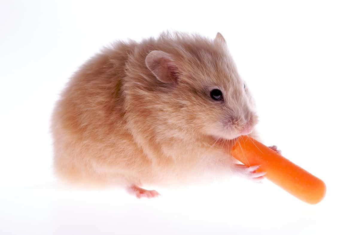 Cute hamster eating a carrot