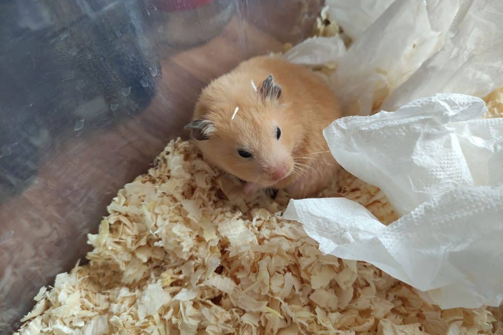 A cute brown Syrian hamster huddled on the side of his cage