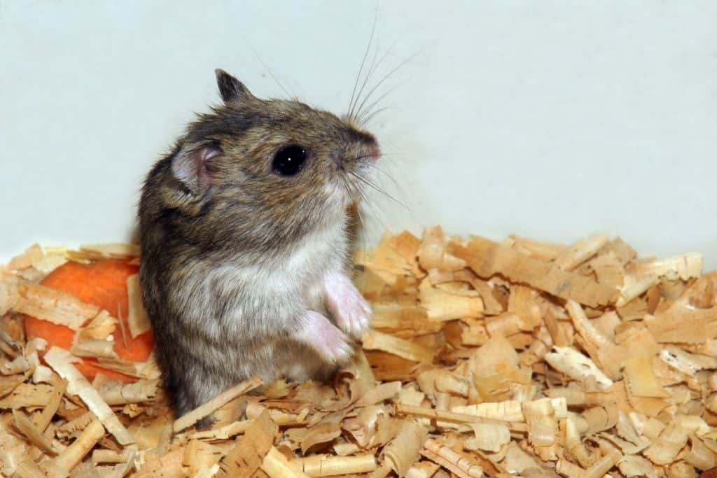 A cute hamster standing and starring at something inside a home, My Hamster Doesn't Like Chew Toys - What To Do?