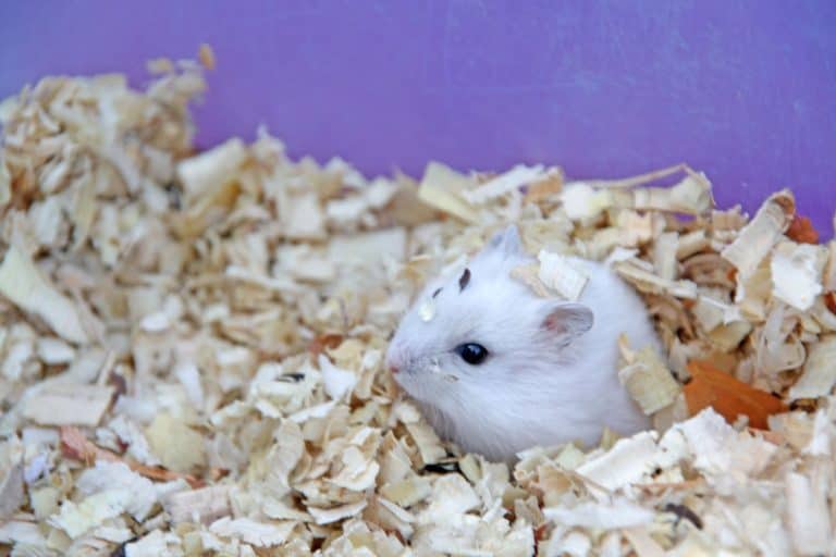 A cute little hamster lying on the wooden shavings, Hamster Huddled In Corner - What To Do?