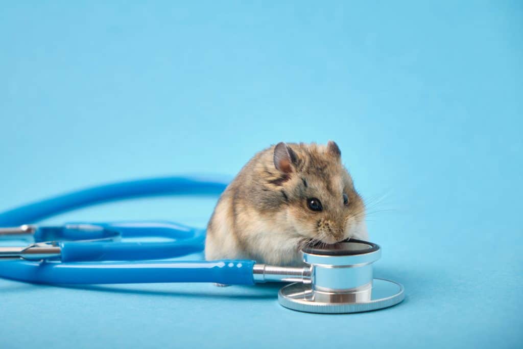 A cute little hamster smelling a stethoscope on a light blue background
