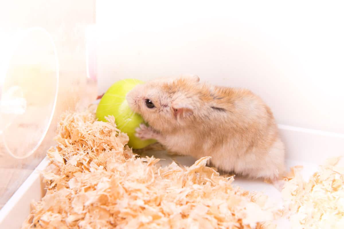 A super cute hamster playing with his small plastic toy, Hamster's Coat Looks Ruffled - What To Do?