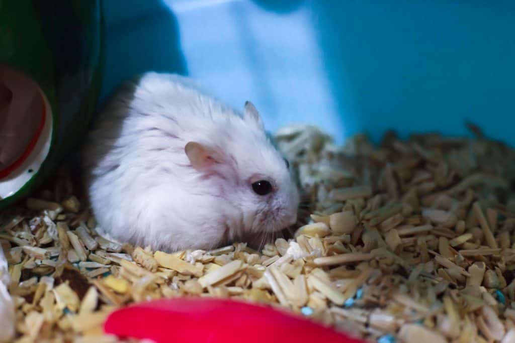 An old white hamster huddled on the side of his cage