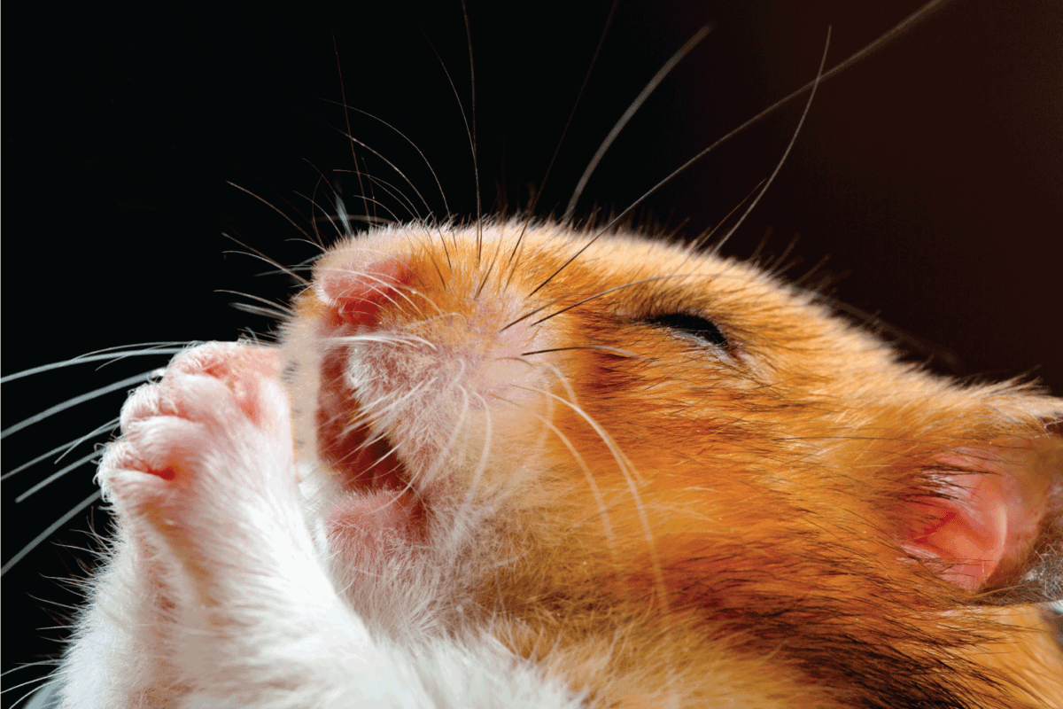 Cute Hamster praying
