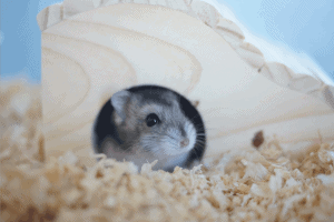 Djungarian hamster inside a wood log in its play pen. Can Hamsters Eat Wood