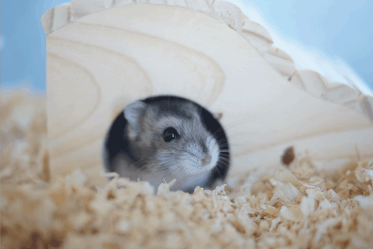 Djungarian hamster inside a wood log in its play pen. Can Hamsters Eat Wood