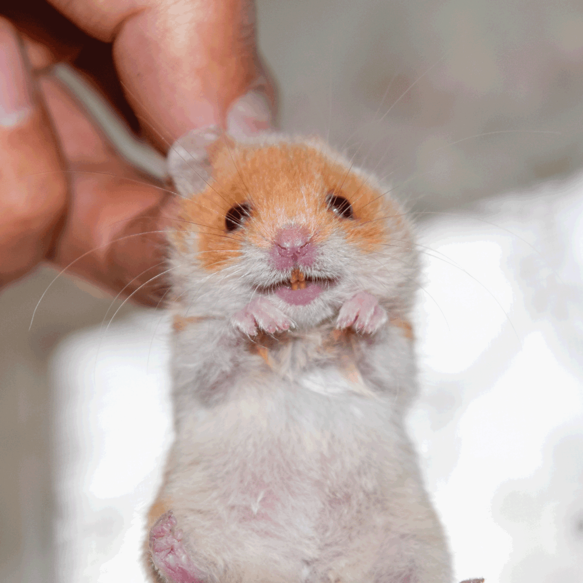 Hamster in hand. Hamster hold the scruff. Hamster held with fingers.