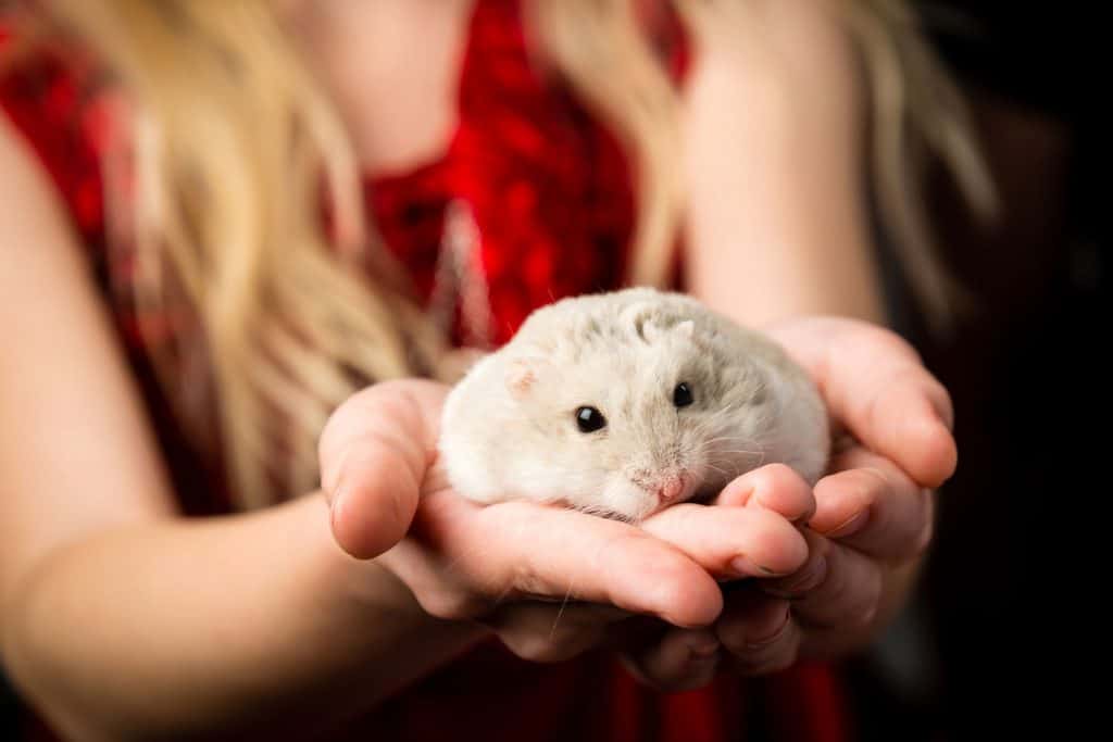 Little girls with a small gray dwarf hamster in her hand, My Hamster Is Scared Of Me - What To Do?
