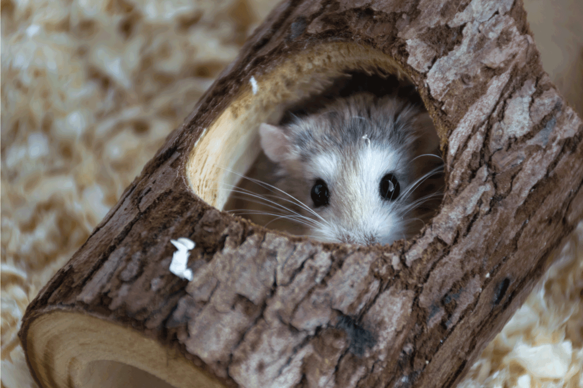 Roborovski Hamster playing in a toy tree trunk
