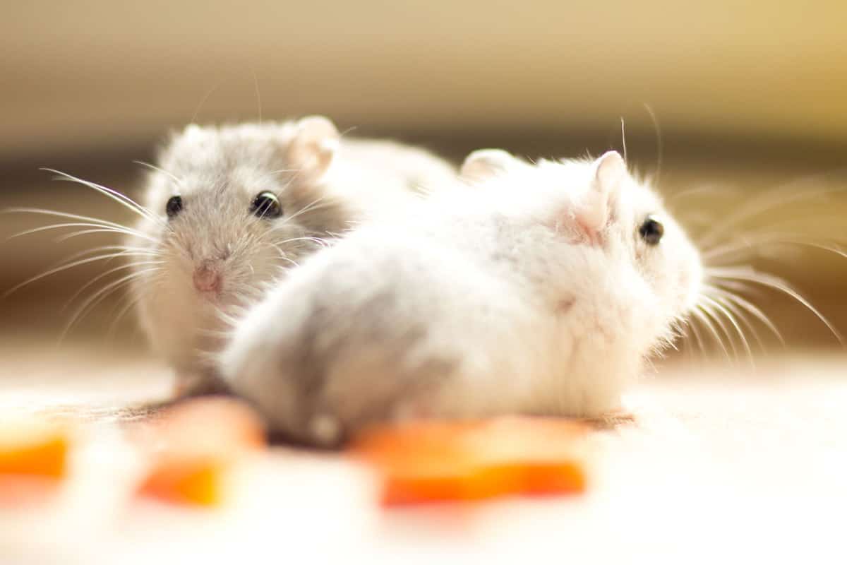 Two cute hamster jungars