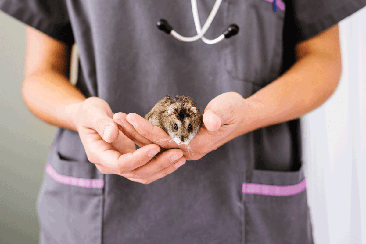 Veterinarian doctor is holding a little hamster in her hands