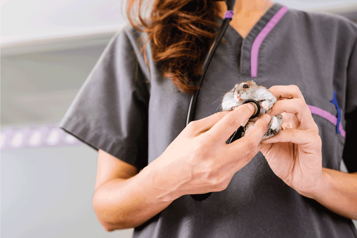 Veterinarian doctor is making a check up of a little hamster