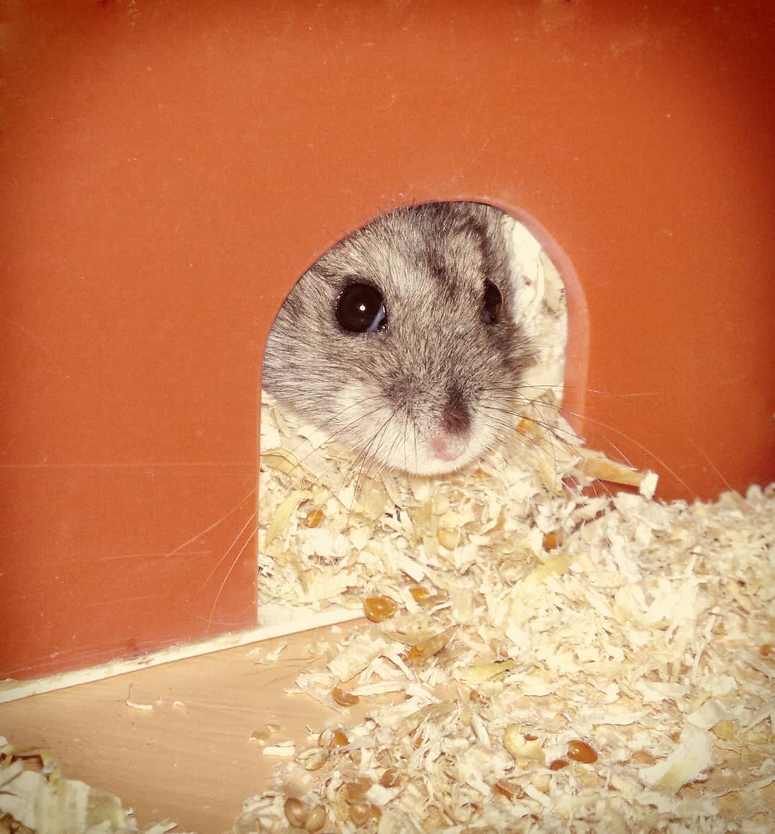 djungarian dwarf hamster.