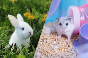 Read more about the article Do Hamsters And Bunnies Get Along?