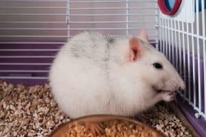 A cute white hamster eating his hamster food, Are You Overfeeding Your Hamster?