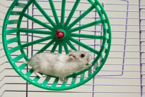 Read more about the article Why Does My Hamster Pee Or Poop In His Wheel?