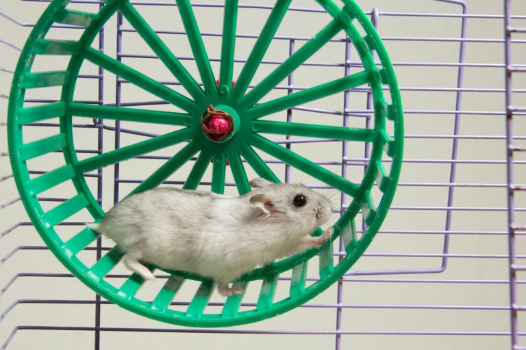 A happy hamster running around his small green colored hamster wheel, Why Does My Hamster Pee Or Poop In His Wheel?