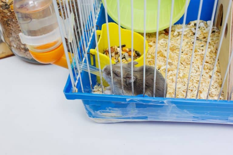 A small cute hamster drinking his water inside his cage, Can You Keep A Hamster Cage On The Floor?