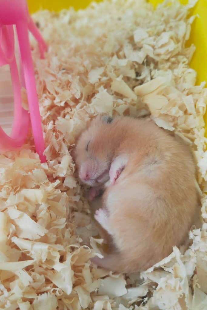 A small cute hamster sleeping on top of wood shavings inside his home