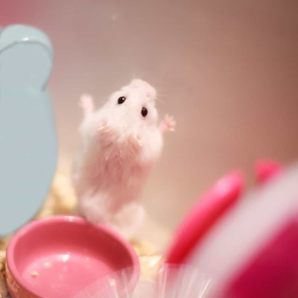 A white hamster standing up and looking at his pink plastic wheel